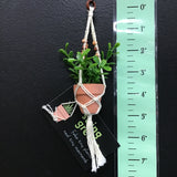 String Greens Mini Faux Jade Plant