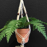 String Greens Mini Faux Boston Fern