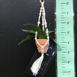 String Greens Mini Faux Boston Fern