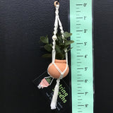 String Greens Mini Faux Rubber Plant