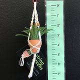 String Greens Mini Faux Boston Fern