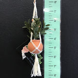 String Greens Mini Faux Rubber Plant