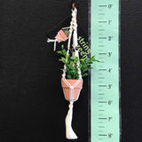 String Greens Mini Faux Jade Plant