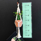 String Greens Mini Faux Jade Plant