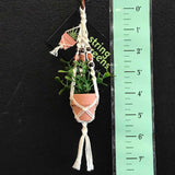 String Greens Mini Faux Jade Plant
