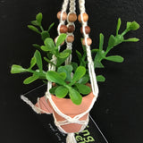 String Greens Mini Faux Jade Plant