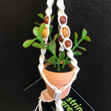 String Greens Mini Faux Jade Plant