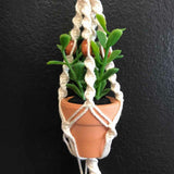 String Greens Mini Faux Jade Plant