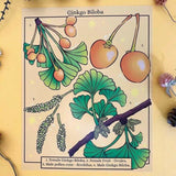 Rachel Feirman "Ginkgo Biloba" 5x7 Digital Art Print