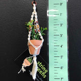String Greens Mini Faux Jade Plant