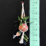 String Greens Mini Faux Boston Fern