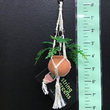 String Greens Mini Faux Maidenhair Fern