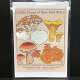 Rachel Feirman "Edible Fungi of New York State" 5x7 Digital Art Print