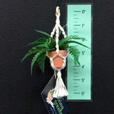 String Greens Mini Faux Boston Fern