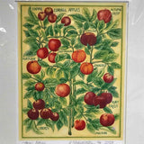 Andrea Strongwater "Cornell Apples" 8x10 Print in 12x16 Matting