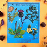 Rachel Feirman "Weeds of New York State" 8x10 Digital Art Print