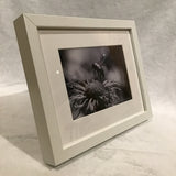 Alexa PM Photography Framed Black & White Bee 8x10 Matted Photo Print