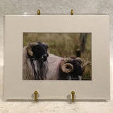 Alexa PM Photography Irish Sheep 8x10 Matted Photo Print