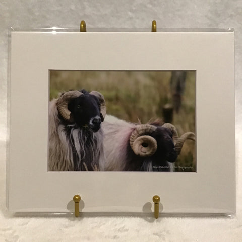 Alexa PM Photography Irish Sheep 8x10 Matted Photo Print