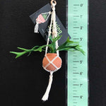 String Greens Mini Faux Staghorn Fern