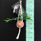 String Greens Mini Faux Staghorn Fern