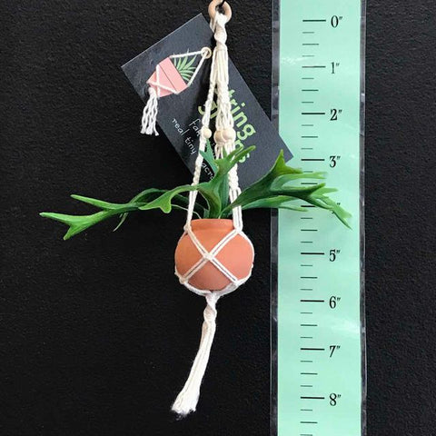 String Greens Mini Faux Staghorn Fern