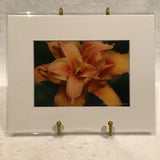 Alexa PM Photography Orange Flower 8x10 Matted Photo Print