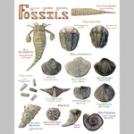 Marika Chew "New York State Fossils" 9x12 Signed Art Print