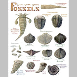 Marika Chew "New York State Fossils" 9x12 Signed Art Print
