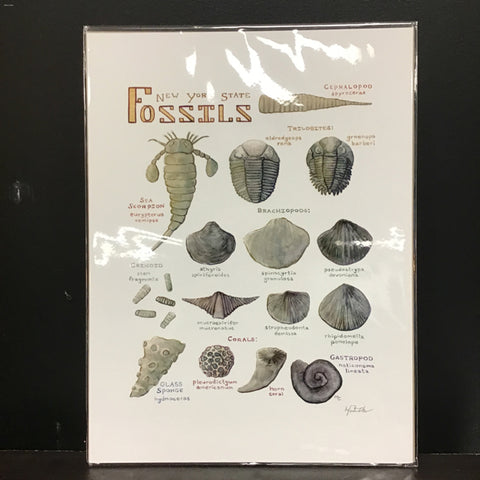 Marika Chew "New York State Fossils" 9x12 Signed Art Print