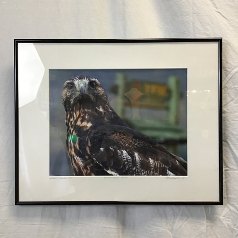 2006 Signed "Broadwinged Hawk" Framed Photograph