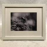 Alexa PM Photography Framed Black & White Bee 8x10 Matted Photo Print
