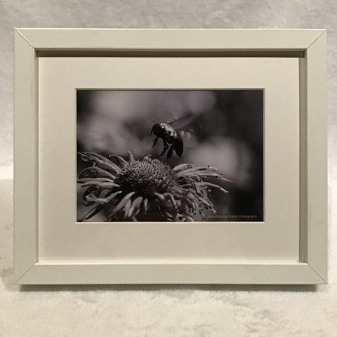 Alexa PM Photography Framed Black & White Bee 8x10 Matted Photo Print