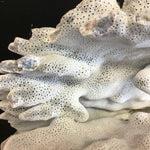 Blue Ridge Coral Specimen