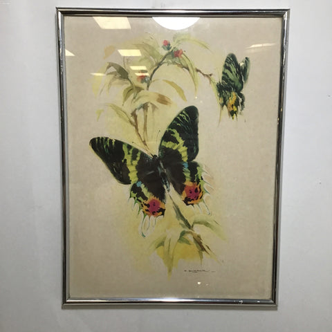 Silver Metal Framed B. Ballestar Print of Madagascan Sunset Moth