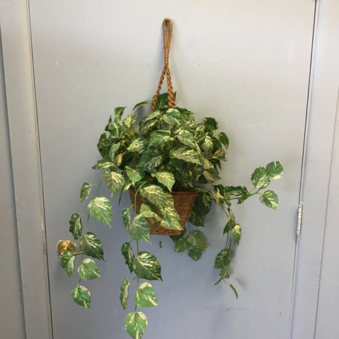 Modern 27" Faux Hanging Pothos