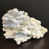 Blue Ridge Coral Specimen