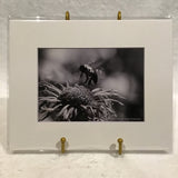 Alexa PM Photography Black & White Bee 8x10 Matted Photo Print