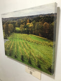 "Six Mile Creek Vineyard" Photo on Canvas by Carl Schofield