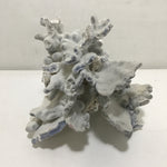 Blue Ridge Coral Specimen