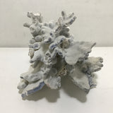 Blue Ridge Coral Specimen