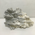 Blue Ridge Coral Specimen