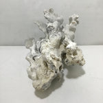 Blue Ridge Coral Specimen