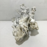 Blue Ridge Coral Specimen