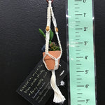 String Greens Mini Faux Succulent Mix