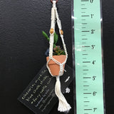 String Greens Mini Faux Succulent Mix