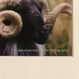 Alexa PM Photography Irish Sheep 8x10 Matted Photo Print