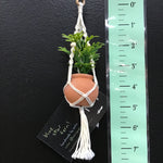 String Greens Mini Faux Blue Star Fern
