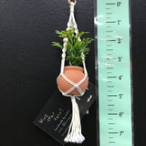 String Greens Mini Faux Blue Star Fern