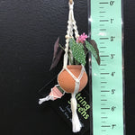 String Greens Mini Faux Polka Dot Begonia